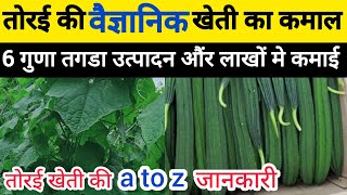 तोरई की खेती | Turai ki kheti | तुरई की A to Z जानाकारी | दोडका शेती #agri#farming 🥒🔥