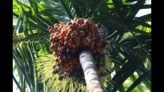 Betel Nut | Areca Nut | Complete Process