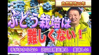 【自然栽培230】有機農法の10倍収穫できました。どうやったのか教えるよ。