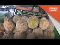 Musim Durian | Penggemar durian ‘serbu’ Balik Pulau