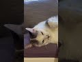 cat relaxing ❤️ sweet and cute cat video 4k funny cat video 2025 relaxing with sweet cat guan in