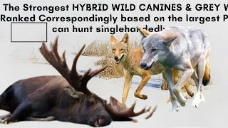 The Strongest GREY WOLVES & COYWOLVES Ranked Correspondingly based on the largest prey they hunt...
