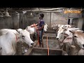 ২০০ বছরের ঐতিহ্য মিরকাদিমের ধবল গরু mirkadim cow munshiganj cow farm qurbani