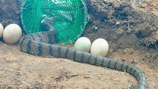 Using only plastic netting to make a long cage trap for snakes in the forest easily