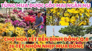 CHỢ HOA TẾT BẾN BÌNH ĐÔNG QUẬN 8, 26 TẾT: TÙNG ĐI MUA ĐƯỢC GỐC MAI NGÀN NỤ, NHỘN NHỊP MUA BÔNG