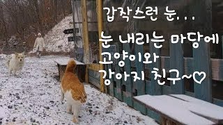 구름, 바람, 고양이들 93화- 눈 오는 날, 꼬막 먹는 고양이들, 강아지, 눈풍경, 고양이 가족의 겨울, 길고양이 밥주기, 렌틸콩 스프, 당근 김밥