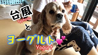 台風の時はヨーグルトは少しだけ我慢するAコッカー石松くん  Yogurt stands a little during typhoons