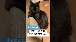 【156日目】避妊手術後 ここあに変化が…（黒猫）