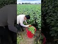 soybean harvest satisfying shot