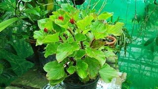 Begonia ফুলৰ যত্ন এনেদৰে লওক ।।