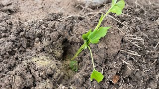 Here is how we planted our Kumara!