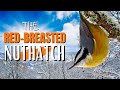 The Red-breasted Nuthatch | Adorable, Fun and Vocal