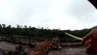 【伊豆アニマルキングダム】動物園に行ってみた。 IZU ANIMAL KINGDOM, ZOO, JAPAN