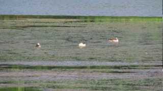 Cotton Pygmy-Geese preening