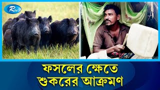 বরগুনায় রাত জেগে ফসল পাহারা দিচ্ছেন কৃষকরা | Barguna | Rtv News