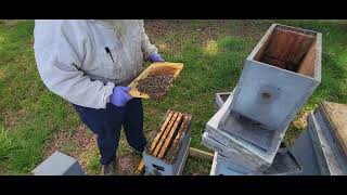 Splitting a double nuc into 4 nucs with swarm cells.  #beekeeper #honeybees #beekeeping