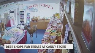 'Oh deer': Unusual customer stops by candy shop in Washington
