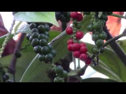 Can black pepper be grown in the United States?