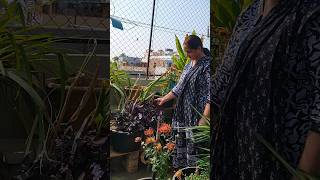 దోసకాయలు చేదురాకుండా ఉండాలంటే #cucumber #howto #growingtips #ushasgarden #vegetablegarden #trickshot