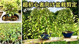 【初心者剪定方法】花を咲く剪定と枝を増やす剪定【梅盆栽・桜盆栽】・箒作り欅盆栽剪定・矢島清芳園＠盆栽タネ