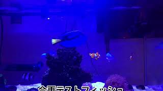 今更テストフィッシュ入れてみた！60cm海水魚水槽#15