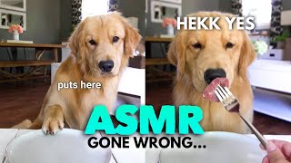 ASMR Dog Reviewing Different Types of Food - Tucker Taste Test 11