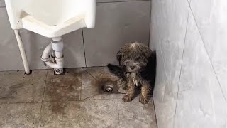 To avoid the heavy rain, the homeless puppy hid in the corner of smelly toilet...