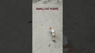 Small cat pleing,🐈