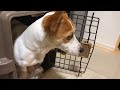 極寒の雪国からパパの単身赴任先に押しかける犬とママ【ジャックラッセルテリアのミラ】mira jack russell terrier