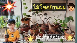 Ep.6 ไม้โขดบ้านผม : บัวบกโขด : วิธีการปลูกต้นโขด by น้องกันต์ | Thaniya