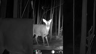 2024-12-13 02:43:41 #deer #wildlife #animals #nature #trailcam