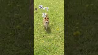 ハルちゃん戻って来て！　#shorts#柴犬ハルちゃん #柴犬 #柴犬のいる暮らし  #犬　#柴犬散歩