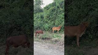 🐮மாடு மேய்க்க போலாம்🐂🐄Village Life🍃