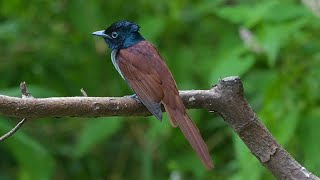 阿穆爾綬帶(亞洲壽帶)/Amur Paradise Flycatcher(Asian Paradise Flycatcher)