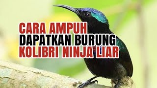 Suara Khusus Pikat Burung Kolibri Ninja Konin - Terbaru Part1