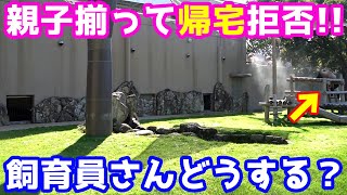 【これは珍しい】楓浜と母が同時に帰宅拒否！飼育員さん超困ってた【赤ちゃんパンダ in アドベンチャーワールド】