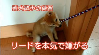 リードを嫌がる柴犬【柴犬こま】