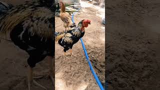 எப்படி எல்லாம் வளர்த்தேன் #chicken fun video #kaanal neer channel #pleasesubscribe