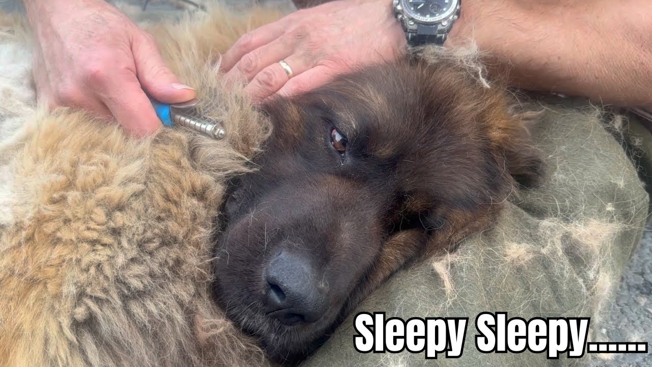 Dog Grooming Asmr Youtube