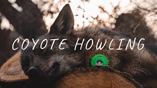 HOW TO PREDATOR CALL | Coyote Howl | DIA Predator Call