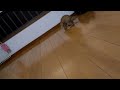 子猫のノーラ、魚型のおもちゃで遊ぶ（その3） ”red tabby kitten nola plays with a toy”