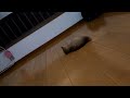 子猫のノーラ、魚型のおもちゃで遊ぶ（その3） ”red tabby kitten nola plays with a toy”