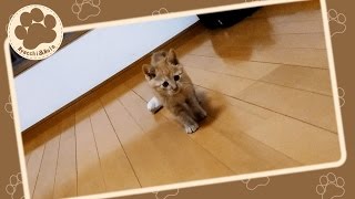 子猫のノーラ、魚型のおもちゃで遊ぶ（その3） ”Red tabby kitten Nola plays with a toy”