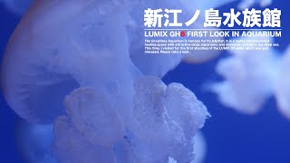 【AQUARIUM】【LUMIX GH6】新江ノ島水族館 クラゲと大水槽に魅了される究極の癒し空間