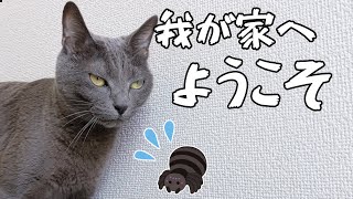 ハムちゃんが寝室でクモを見つけてしまいました…