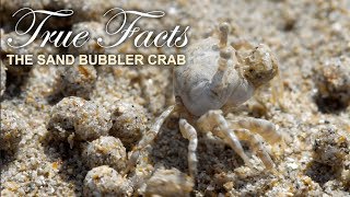 True Facts : The Sand Bubbler Crab
