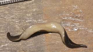 This Deadly Flatworm Has Invaded The U S , And Now Officials Have Issued A Grave Warning