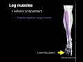 anterior compartment leg muscles