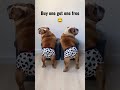 what colour underwear you want to buy for your pet 😂 shorts pets funny