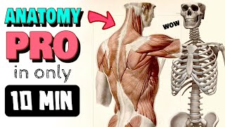 🧍 FULL BODY ANATOMY CRASH COURSE (for artists)